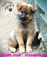 chiot eurasier